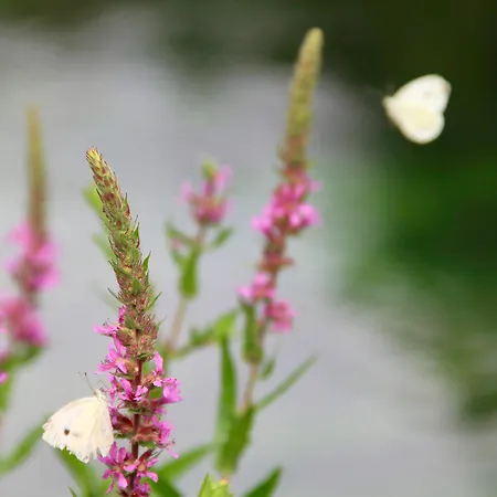 Landsted Musella Winery & Relais