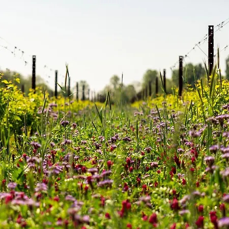 Musella Winery & Relais San Martino Buon Albergo